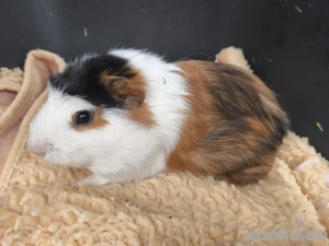 Sehr süße männliche Meerschweinchen Babys 