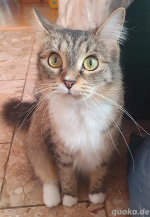 Mischlingskatze Weiblich