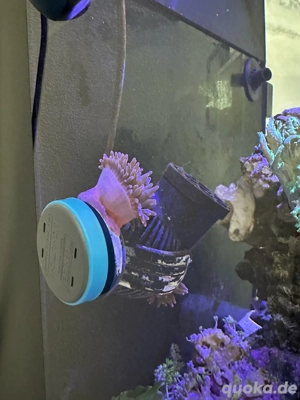 Sunburst Anemone Quadricolor