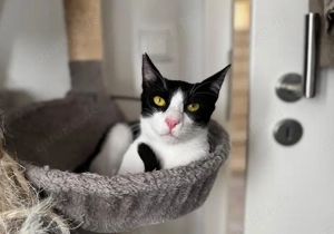 Donut, freundlicher Katerkumpel, ca. 1 Jahr *Tierschutz* *in 85591 Vaterstetten*