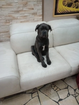 Cane Corso Welpe   Hündin