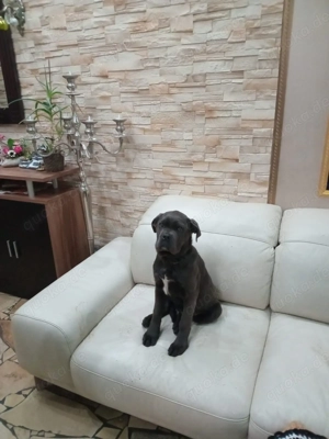 Cane Corso Welpe   Hündin Bild 3