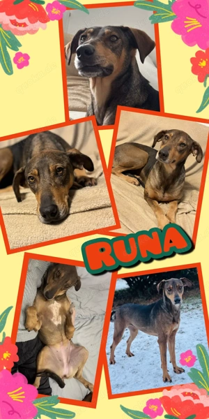 liebe, sanfte, menschenbezogene, verkuschelte Hündin "Runa" sucht ein Zuhause-auch katzenverträglich