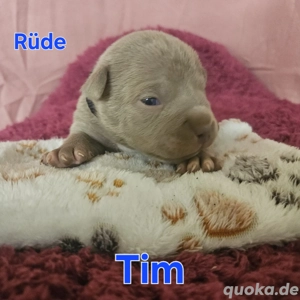 American Bully Pocket welpen