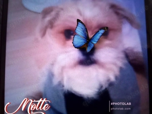 Suche Menschen mit ein Herz für Tiere 