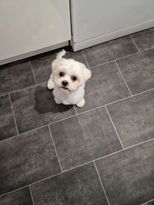 Malteser Rüde - Deckrüde 