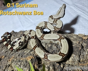 Surinam Rotschwanz Boa 