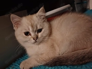 Britische kurzhaar Kätzchen 