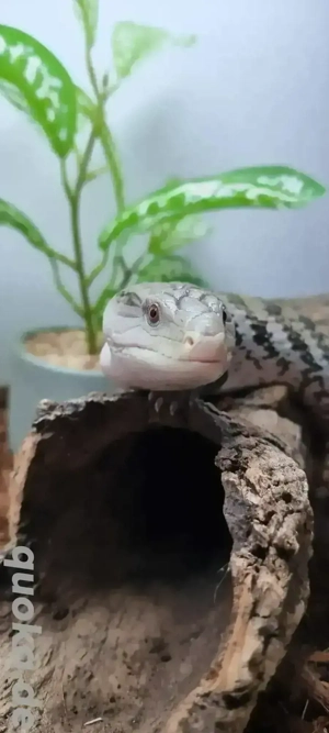 Blauzungenskink Tiliqua gigas 