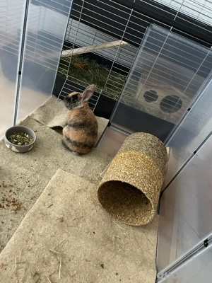 Zwergkaninchen Bild 5