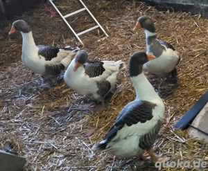 4 Pommerngänse 