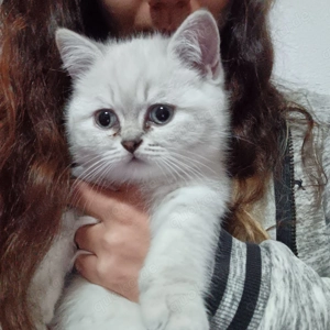 Britische kurzhaar Kätzchen 