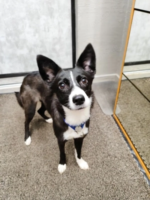 Fanta - ein zartes Herz auf der Suche nach Geborgenheit und einem festen Platz an Ihrer Seite