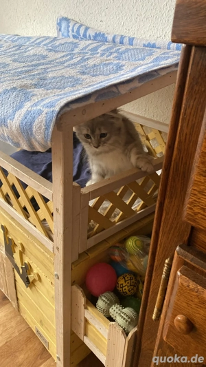 Süße Britische kitten