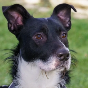 Rübe, 8 Monate - Mischling - Tierhilfe Franken e.V.