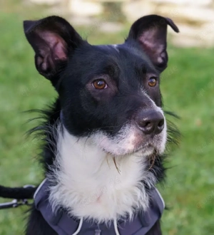 Ruebe - 8 Monate - Mix - Tierhilfe Franken e.V.