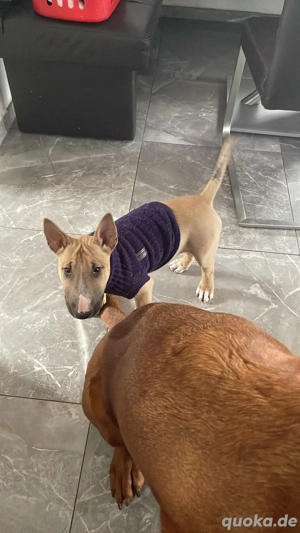 Standard Bullterrier Welpen  Rüde und Hündin