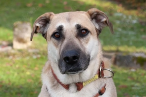 Topaz - 4 Jahre - Mix - Tierhilfe Franken e.V.