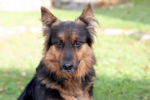 Puschkina - 4 Jahre - Deutscher Schäferhund - Tierhilfe Franken e.V.