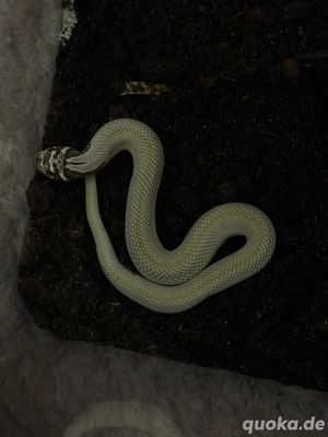 Hakennasennatter 1.0 Superconda het. Toffee Axanthic NZ 25