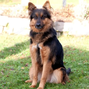 Puschkina, 4 Jahre - Deutscher Schäferhund - Tierhilfe Franken e.V.