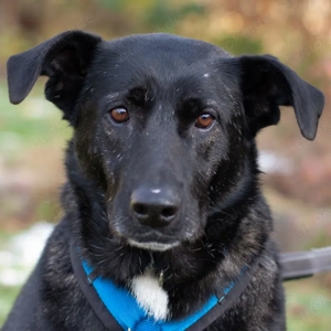 Onyx - 4 Jahre - Mix - Tierhilfe Franken e.V: