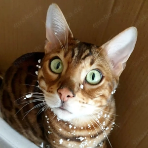 Simba, 7 Jahre - Bengal - Tierhilfe Franken e.V.