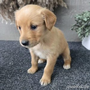  Golden retriever Hündinnen