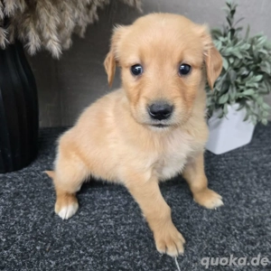Golden retriever Hündinnen