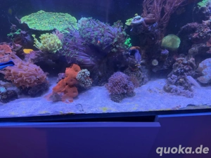 verkaufe Meerwasseraquarium komplett mit Besatz 