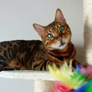 Felix - 7 jahre - Begalkatze - Tierhilfe Franken e.V.