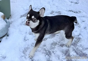 Französische Bulldoggen Mädchen 6 Monate Schoko Husky 