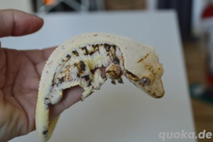 1.0 Kronengecko Männchen 