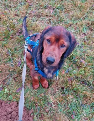 Lin, auf Pflegestelle in 92364 Deining, sucht ein Zuhause