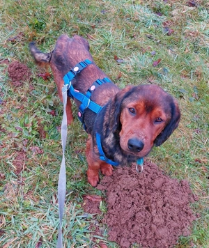 Lin, auf Pflegestelle in 92364 Deining, sucht ein Zuhause