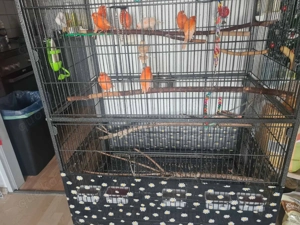    rote Kanarienvögel  Bild 3