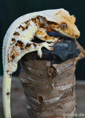 1.0 Kronengecko Männchen 
