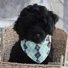 Klaus   Dein Black & Tan Pudel-Traumwelpe wartet auf dich und dieses Weihnachten!       