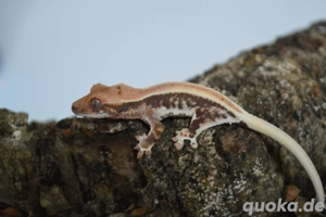 0.0.1 Kronengecko Jungtier