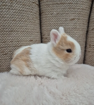 Farbenzwerge, Löffelohren, mini Zwergkaninchen 