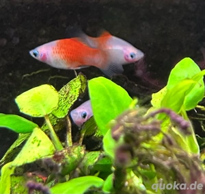weiß rot platy 3-4 cm