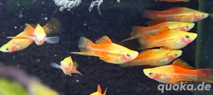 Ananas Schwertträger 5cm