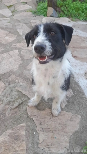 Atos, eine Seele von Hund