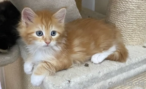 Maine Coon Kitten