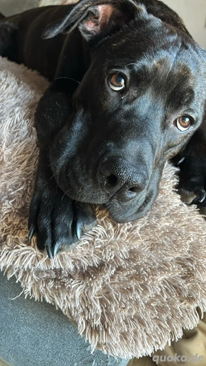 Dringend liebevolles zu hause gesucht  Bild 1