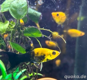 Goldstaub molly lyra 5cm