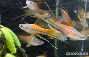 grüne Schwertträger lyra 5cm