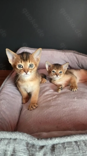 Abessinier katzen 