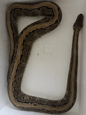 1.0 Königsphyton (Phyton regius)