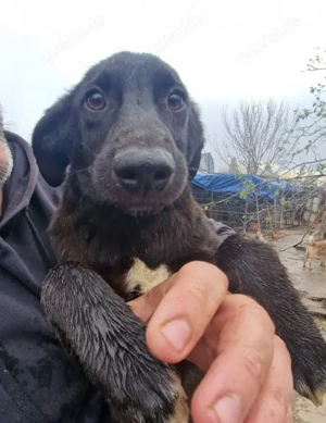 CHUCK - süßer Hundebub (wartet in Rumänien)